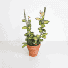 Hoya Plant in Pot Hoya plant with variegated leaves in a terracotta pot, ideal for indoor gardening.