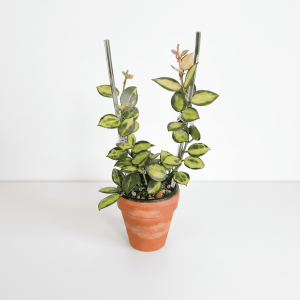 Hoya plant with variegated leaves in a terracotta pot, ideal for indoor gardening.