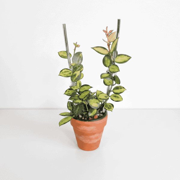 Hoya Plant in Pot Hoya plant with variegated leaves in a terracotta pot, ideal for indoor gardening.