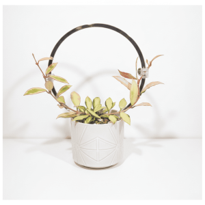 Hoya Plant in White Pot Hoya plant with variegated leaves in a white decorative pot.