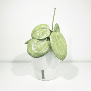 Hoya plant with large green leaves in a white pot.