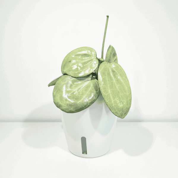 Hoya plant with large green leaves in a white pot.