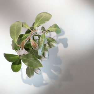 Hoya plant with lush green leaves and new growth, ideal for indoor gardening.