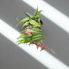 Close-up of a healthy Hoya plant with green and pink leaves in a pot.