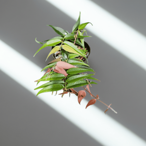 Close-up of a healthy Hoya plant with green and pink leaves in a pot.