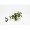 Hoya plant with lush green leaves on white background.