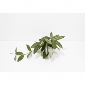 Hoya plant with lush green leaves on white background.