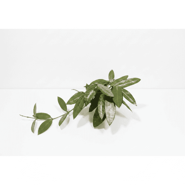 Hoya plant with lush green leaves on white background.