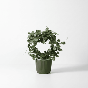 Hoya Plant in Pot Hoya plant with round green leaves in a black pot.