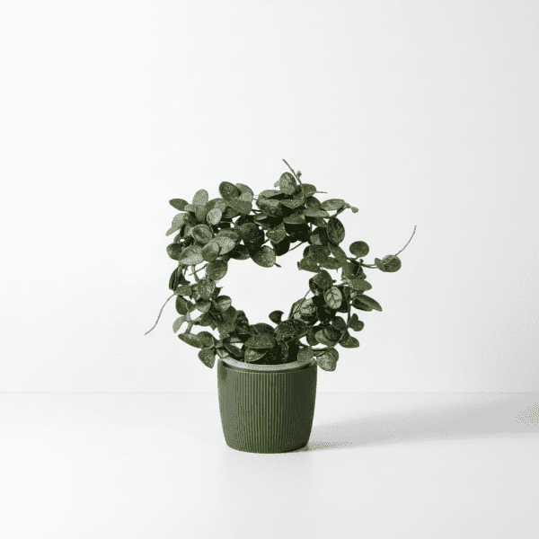 Hoya plant with round green leaves in a black pot.