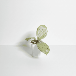 Hoya plant with variegated leaves in a white pot, indoor gardening.