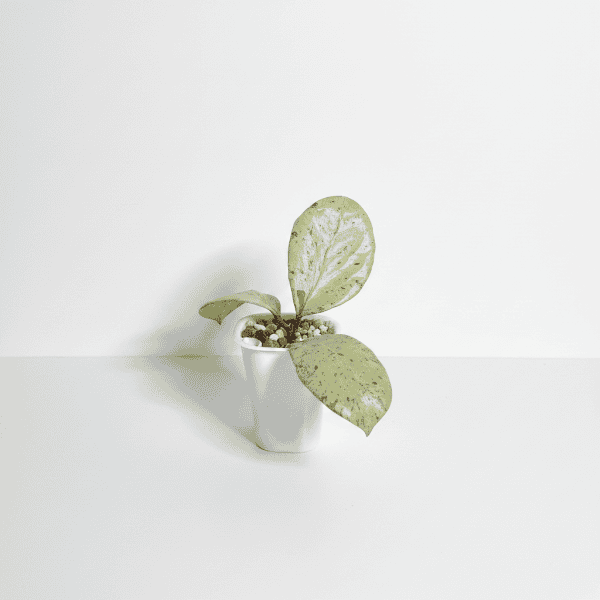 Hoya plant with variegated leaves in a white pot, indoor gardening.