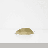 Hoya Leaf on White Surface Single dried Hoya leaf on white background, minimalistic plant image.