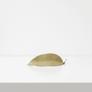 Hoya Leaf on White Surface Single dried Hoya leaf on white background, minimalistic plant image.