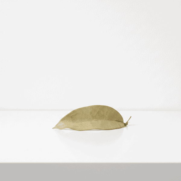 Hoya Leaf on White Surface Single dried Hoya leaf on white background, minimalistic plant image.