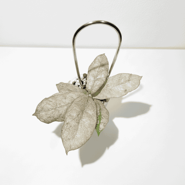 Hoya plant with variegated leaves in hanging pot, indoor plant care.