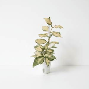 Hoya Plant in White Pot Hoya plant with variegated leaves in a white pot, perfect for indoor gardening.