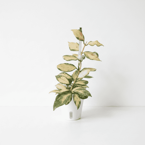 Hoya plant with variegated leaves in a white pot, perfect for indoor gardening.