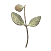 Hoya plant cutting with variegated leaves and a flower bud.