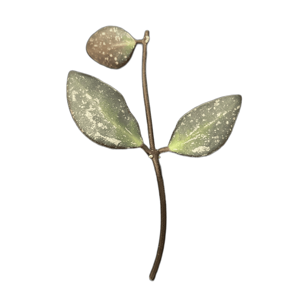 Hoya plant cutting with variegated leaves and a flower bud.