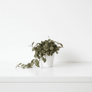 Hoya plant in white pot Hoya plant with trailing variegated leaves in a white pot.