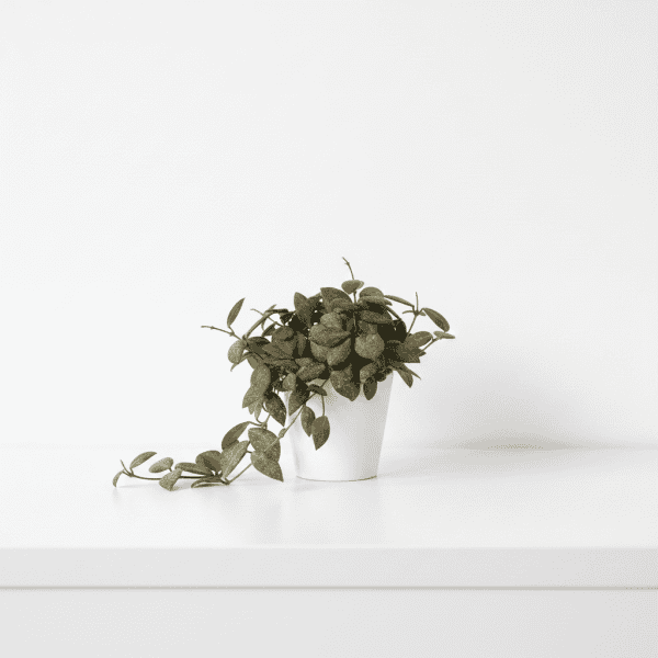 Hoya plant with trailing variegated leaves in a white pot.