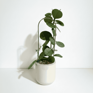 Hoya Plant in White Pot Healthy Hoya plant with round green leaves in a white ceramic pot.