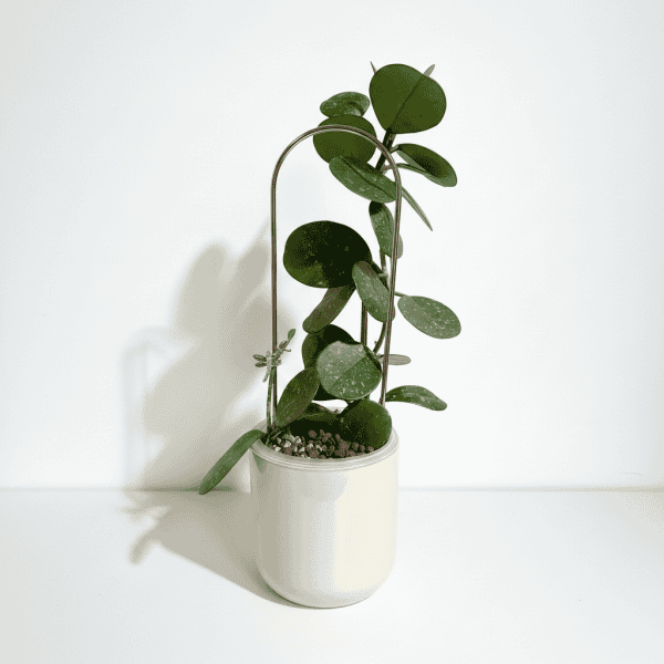 Healthy Hoya plant with round green leaves in a white ceramic pot.