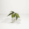 Hoya plant in a white pot, showcasing lush green foliage.