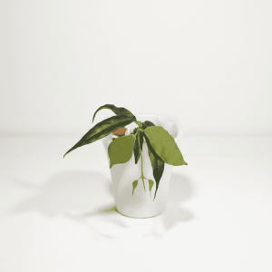 Hoya plant in white pot Hoya plant in a white pot, showcasing lush green foliage.