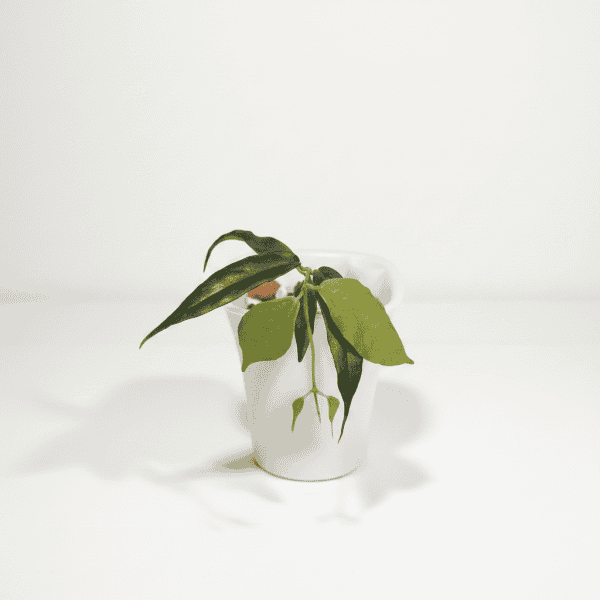 Hoya plant in a white pot, showcasing lush green foliage.