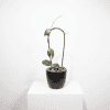 Hoya plant with green leaves in black pot on white background.