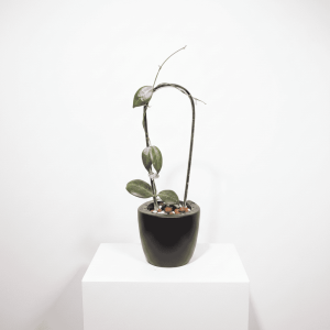 Hoya plant in black pot Hoya plant with green leaves in black pot on white background.