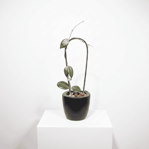 Hoya plant with green leaves in black pot on white background.