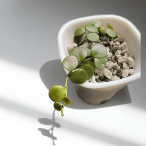 Hoya plant in small pot Hoya plant with round green leaves in a white pot.