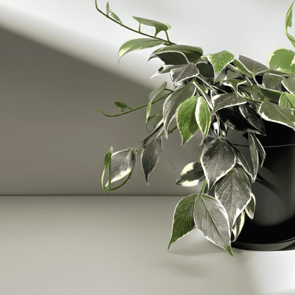 Hoya plant with variegated leaves in a black pot, ideal for indoor gardening.