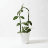 Hoya plant in white pot, indoor succulent with green leaves, on white background.