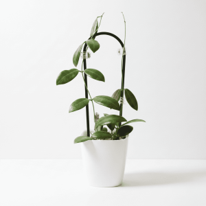 Hoya plant in white pot, indoor succulent with green leaves, on white background.