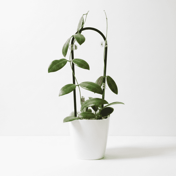 Hoya plant in white pot, indoor succulent with green leaves, on white background.