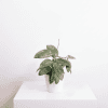 Hoya Plant in White Pot Hoya plant with variegated leaves in a white pot on a white surface.