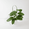 Hoya plant with lush green leaves in a hanging pot.