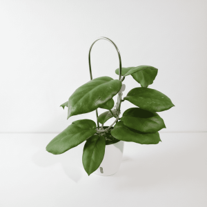 Hoya plant with lush green leaves in a hanging pot.