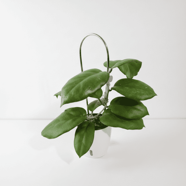 Hoya plant with lush green leaves in a hanging pot.