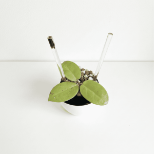 Hoya Plant in Modern Pot Hoya plant with green leaves in a small pot, ideal for indoor gardening.