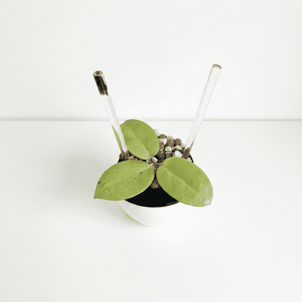 Hoya plant with green leaves in a small pot, ideal for indoor gardening.