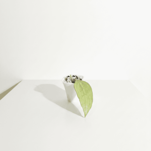 Hoya plant with large green leaf in a white pot.