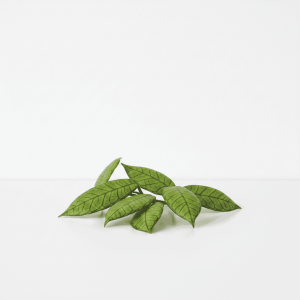Healthy Hoya plant leaves with vibrant green color and distinct venation.