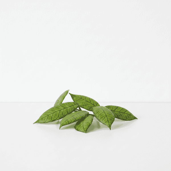 Healthy Hoya plant leaves with vibrant green color and distinct venation.