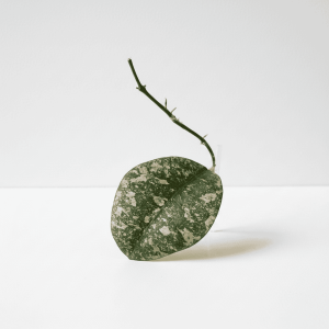 Hoya plant with variegated leaf and stem Hoya plant with variegated leaf and stem, showcasing unique foliage and growth habit.