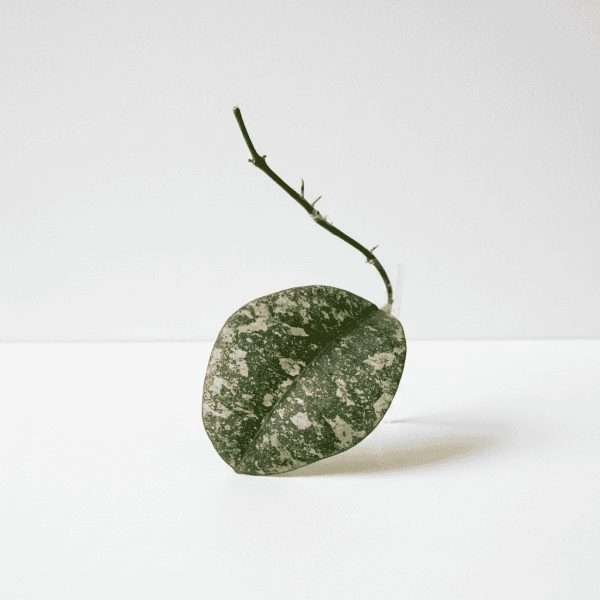 Hoya plant with variegated leaf and stem Hoya plant with variegated leaf and stem, showcasing unique foliage and growth habit.